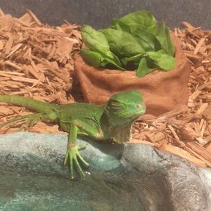 Meet your Posher, Anissa